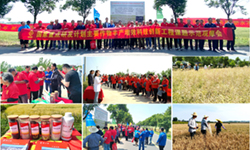 国家重点研发计划课题绿色智慧型肥料示范开展专家测产和现场观摩